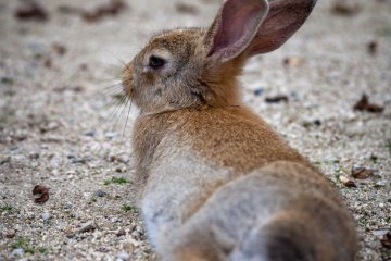 <p>Chilliing in the sand</p>