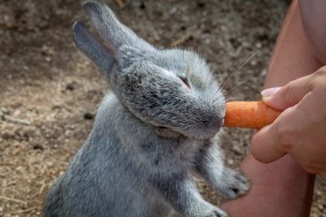 <p>Carrots are yummy</p>