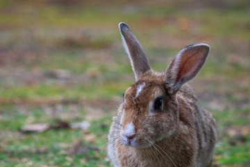 <p>Long-eared fellow</p>