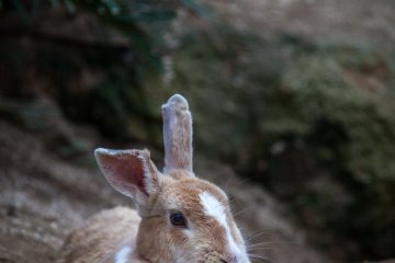 <p>Some prefer a little bit of shade</p>