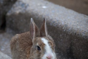 <p>Baby bunny</p>