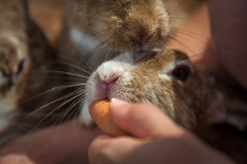 <p>Once they know you have food, there's no holding back</p>