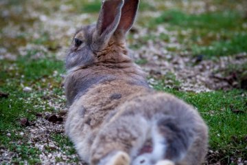 <p>Completely without fear around humans</p>