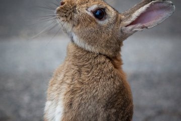 <p>Gimme, gimme!</p>
