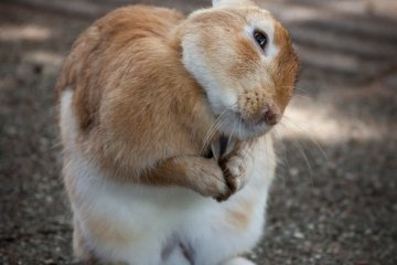 <p>Grooming time</p>