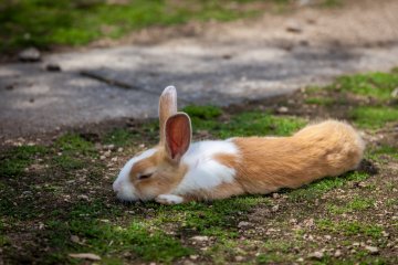 <p>Even when asleep, my ears are always keeping track of what's going on around me</p>