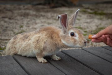 <p>This guy was a bit more timid than most of the others, but curiosity won</p>