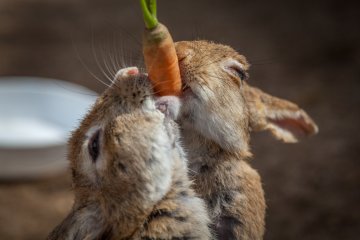 <p>Carrot with room for two</p>