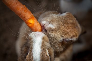 <p>Those cute, wiggling noses</p>
