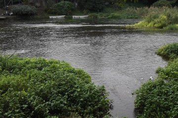 <p>A view across the river from the boardwalk</p>