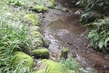 <p>The rocks are coated with lichens</p>