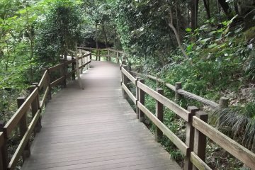 <p>Sometimes the boardwalk meets a tree, and the tree wins</p>