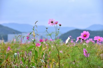 Miyanoshita Cosmos Park in Autumn
