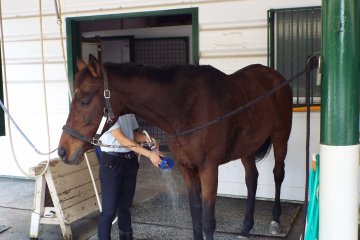 Equine Museum and Pony Center