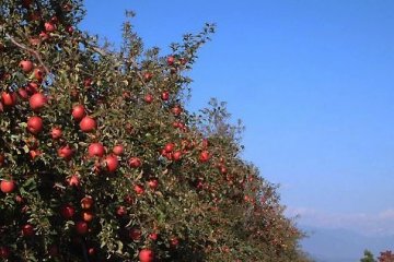 <p>Apple Orchard</p>