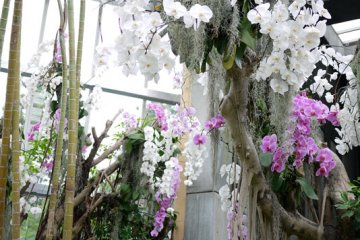 In the Conservatory