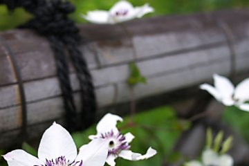 Many nice flowers like this outside walking around.