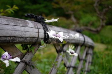 I liked the way these flowers were growing on the bamboo fence.