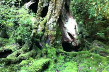 Mossy Boulders
