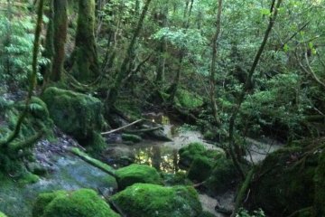 Mossy Boulders