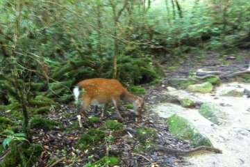 Deer