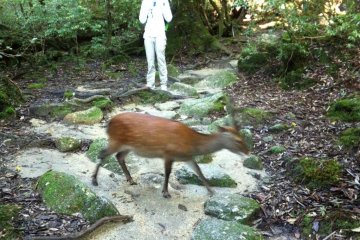 Deer