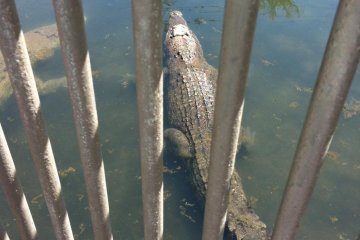 <p>Un crocodile en cage au Oniyama Jigoku</p>