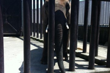 <p>Un &eacute;l&eacute;phant qui supporte peut-&ecirc;tre un peu difficilement la chaleur</p>