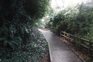 Wooden walkways snaking through the forest
