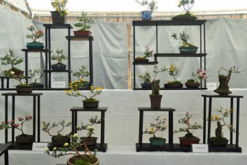 Exposition: Bonsaï de Chrysanthèmes