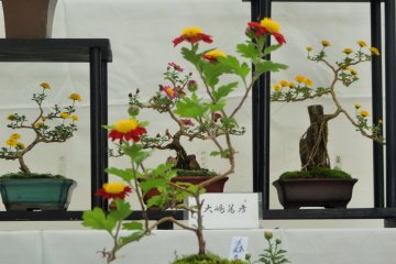 <p>Les chrysanth&egrave;mes ont &eacute;t&eacute; soigneusement arrang&eacute;s en un typique style bonsa&iuml;</p>