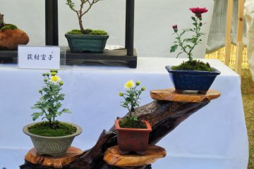 <p>Les chrysanth&egrave;mes ne sont pas des fleurs que l'on consid&egrave;re souvent pour une culture de bonsa&iuml;s, ce qui fait de cela une exposition v&eacute;ritablement unique</p>