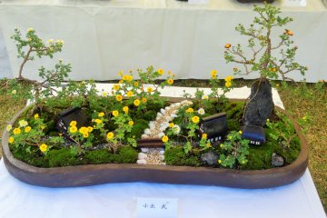 <p>Ces bonsa&iuml;s de chrysanth&egrave;mes en pot forment la base d'un jardin miniature</p>