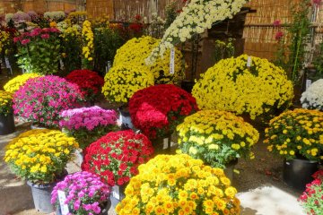 <p>Des chrysanth&egrave;mes de tailles normales sont &eacute;galement expos&eacute;s juste &agrave; c&ocirc;t&eacute; des &eacute;tag&egrave;res &agrave; bonsa&iuml;s</p>