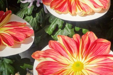 <p>Il est beaucoup plus facile de compter les p&eacute;tales sur un chrysanth&egrave;me normal! :)</p>
