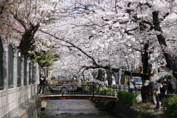 <p>Pohon sakura mewarnai jembatan</p>