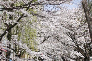 <p>Sakura bermekaran dimana-mana</p>