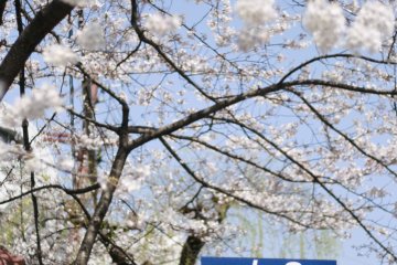 <p>Jalur pejalan kaki di bawah pepohonan sakura</p>