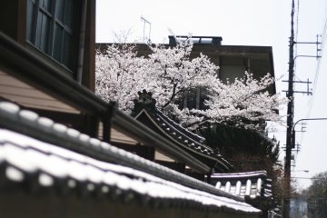 <p>Pohon sakura terjepit di antara bangunan-bangunan tua</p>