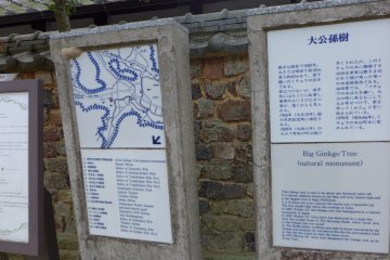 <p>The plaque describing the ginkgo tree, like others here, are also in English</p>
