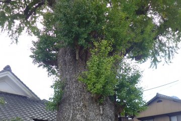 <p>There's an ancient ginkgo tree here that's registered as an official natural monument&nbsp;</p>
