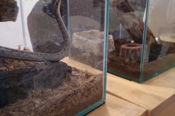 <p>A snake doing an impression of the Kyororo building</p>