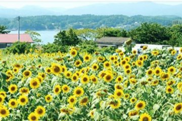 Alternative Tourism in Minamisanriku