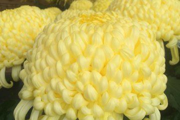 <p>Chrysanthemums Kuning</p>