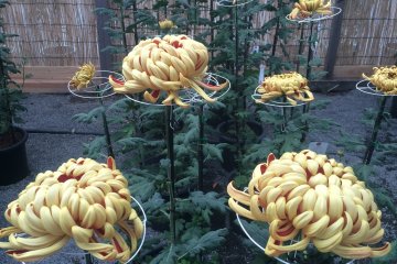 <p>Chrysanthemums emas</p>