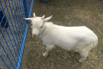 <p>Kambing yang ramah di area binatang sentuh</p>
