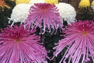 <p>Chrysanthemum ungu yang cantik</p>