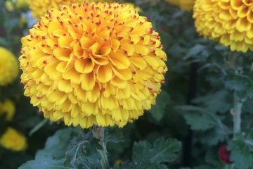 <p>Chrysanthemum kuning yang menarik</p>