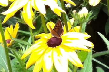 A butterfly having a rest, spotted whilst walking along a short, slightly overgrown forest trail at Mt. Ohira