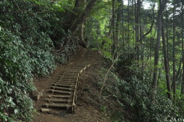 <p>The start of Trail 4 from the mountain top</p>
